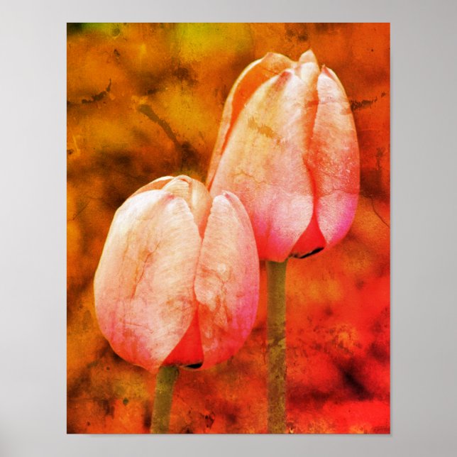 Rosa Tulip-Blume mit Raindrops gestörte Kunst Poster (Vorne)
