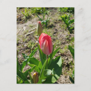 Rosa Tulip im Park Postcard Postkarte