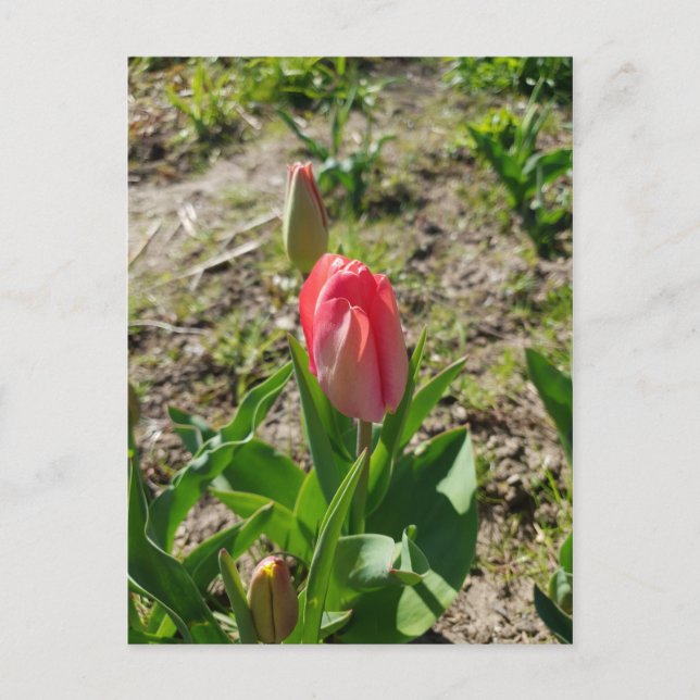 Rosa Tulip im Park Postcard Postkarte (Vorderseite)