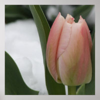 Rosa Tulip im Schnee