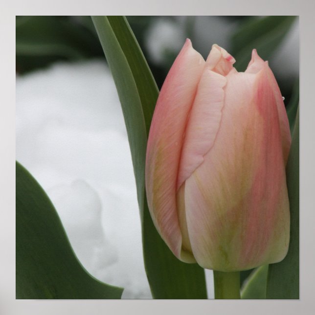 Rosa Tulip im Schnee Poster (Vorne)