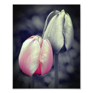 Rosa Tulip Schwarz-Weiß-Teilfarbe 8x10 Fotodruck