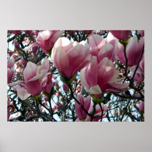 Rosa Tulip Tree Blüten Poster