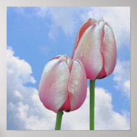 Rosa Tulips Blauer Himmel und weiße Wolken