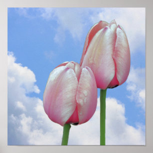 Rosa Tulips Blauer Himmel und weiße Wolken Poster