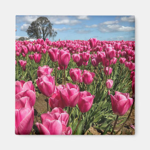 Rosa Tulips in a Field, Oregon Magnet