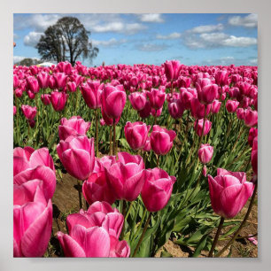 Rosa Tulips in a Field, Oregon Poster