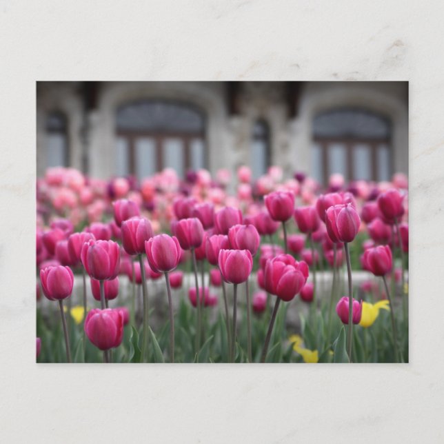 Rosa Tulips in Montreal, Kanada - Postkarte (Vorderseite)