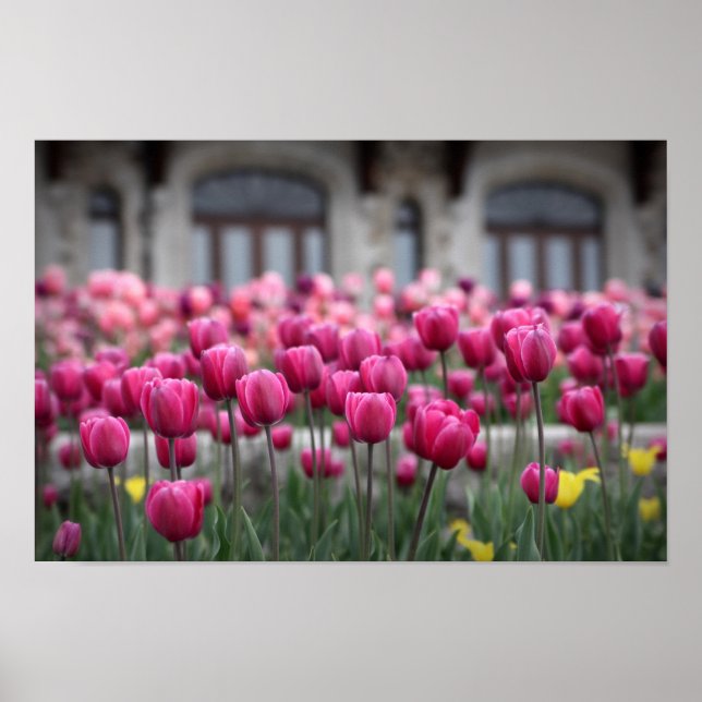 Rosa Tulips - Montreal (Poster) Poster (Vorne)