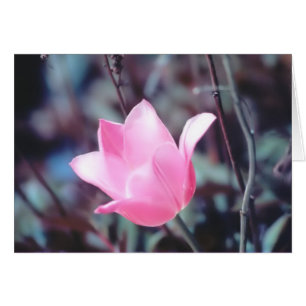 rosa Tulpe