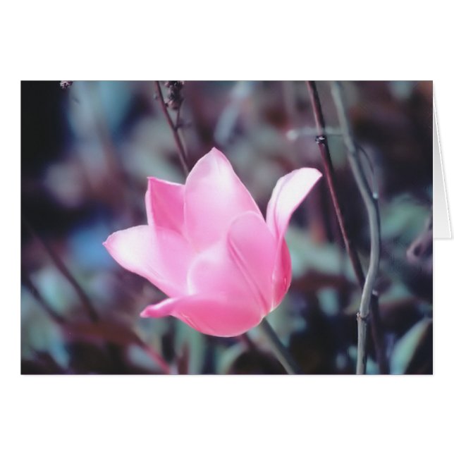 Rosa Tulpe (Vorderseite (Horizontal))