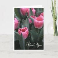 Rosa Tulpe danken Ihnen Karten