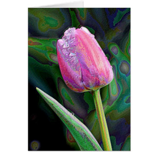 Rosa Tulpe erhöht