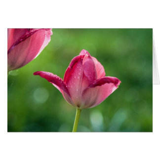 Rosa Tulpe mit Taubentropfen