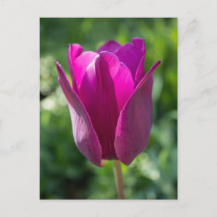 Rosa Tulpe-Postkarte Postkarte