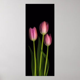 Rosa Tulpe-Trio-Druck Poster