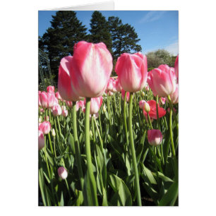 Rosa Tulpen