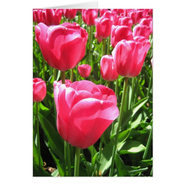Rosa Tulpen (Vorne)