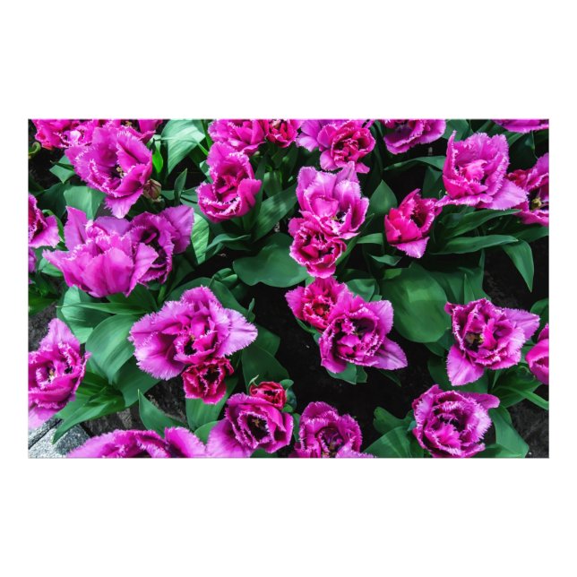 Rosa Tulpen Blume Fotodruck (Vorne)