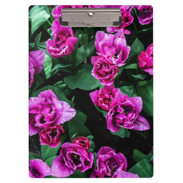 Rosa Tulpen Blume Klemmbrett (Vorderseite)