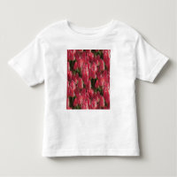 Rosa Tulpen Blumen