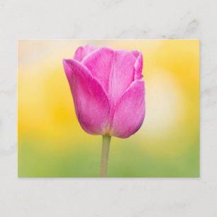 Rosa Tulpen-Blumen-Kunstprint Postkarte