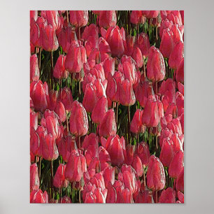 Rosa Tulpen Blumen Poster