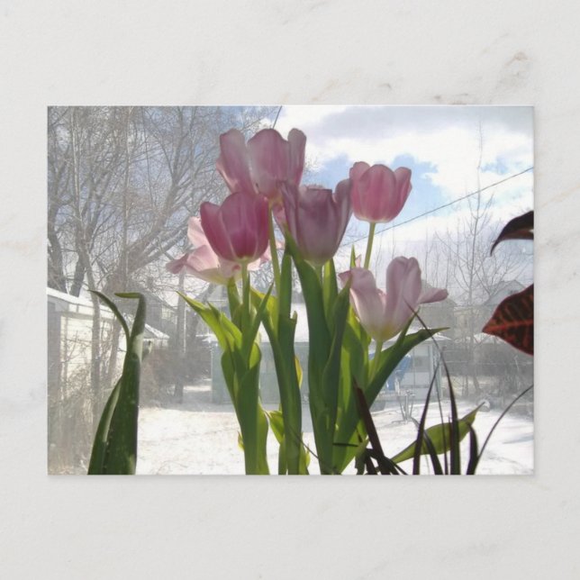 Rosa Tulpen in der Wintersonne Postkarte (Vorderseite)