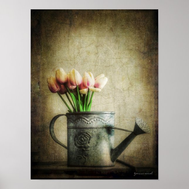 Rosa Tulpen in Gießkanne Poster (Vorne)