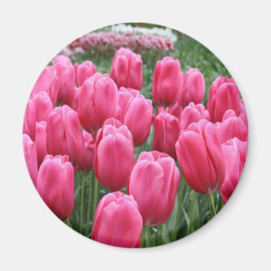 Rosa Tulpen Magnet