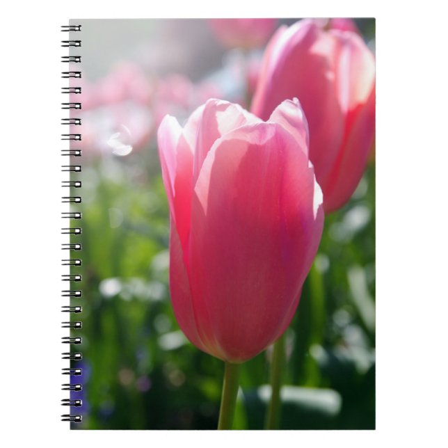 Rosa Tulpen Notizblock (Vorderseite)