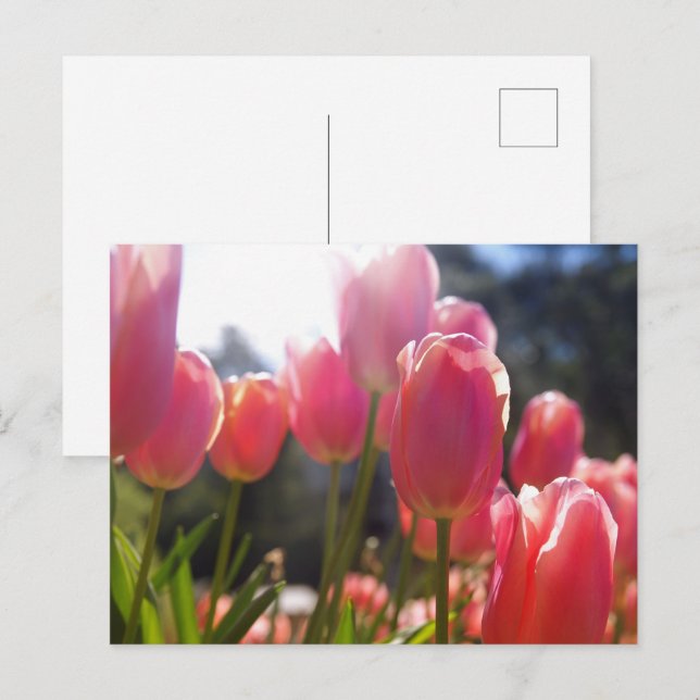 Rosa Tulpen Postkarte (Vorne/Hinten)