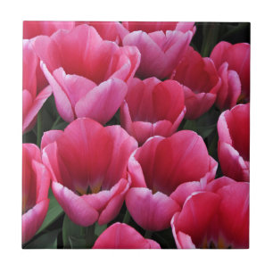 Rosa Tulpen Schönheit Fliese