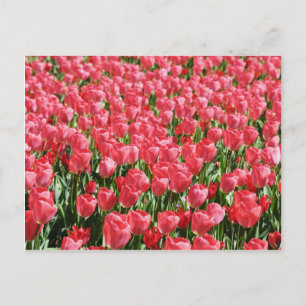 Rosa Tulpenfeld Postkarte