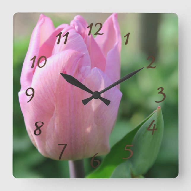 Rosa Tulpis Blume Frühlingsblüte Quadratische Wanduhr (Vorderseite)