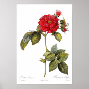 Rosa turbinata poster