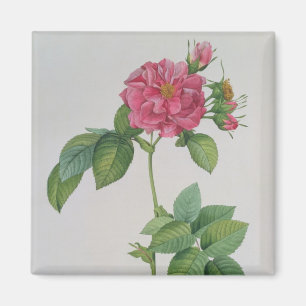 Rosa Turbinata, von, Les Roses', Vol. 1, 1817 Magnet