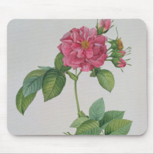 Rosa Turbinata, von, Les Roses', Vol. 1, 1817 Mousepad