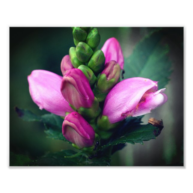 Rosa Turtlehead-Blume Nah 8 x 10 Fotodruck (Vorne)