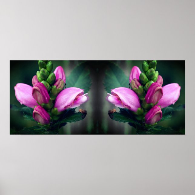 Rosa Turtlehead Blumen Mirror Abstrakt Poster (Vorne)