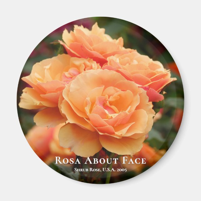 Rosa über das Gesicht Magnet (Vorne)