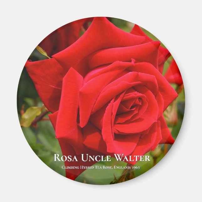 Rosa Uncle Walter Magnet (Vorne)