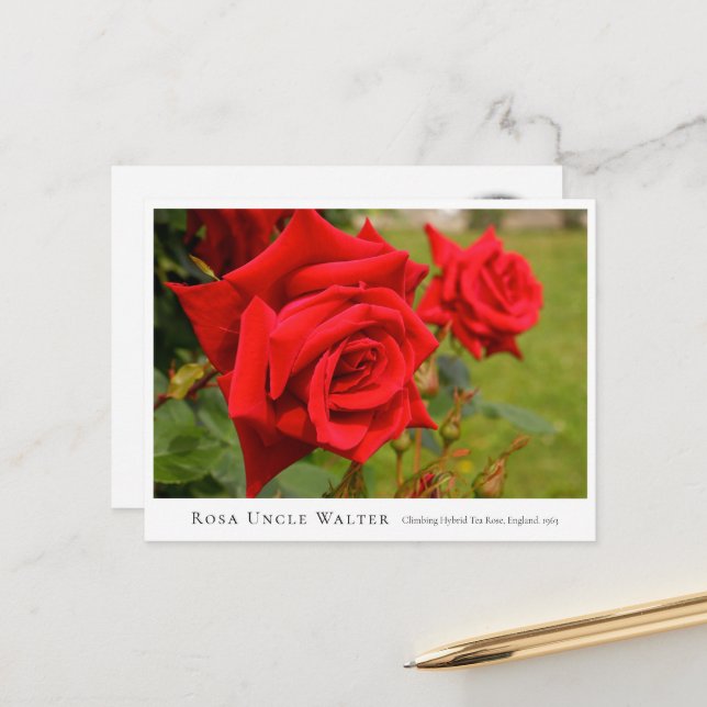 Rosa Uncle Walter Postkarte (Vorderseite/Rückseite Beispiel)