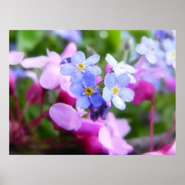 Rosa und blaue Frühlingsblumen Poster (Vorne)