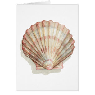 Rosa und Creme Seashell