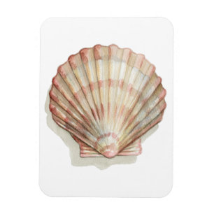 Rosa und Creme Seashell Magnet