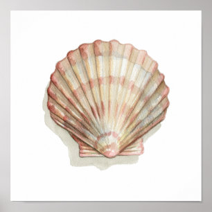 Rosa und Creme Seashell Poster