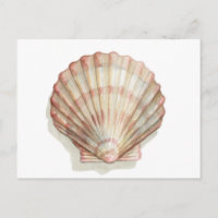 Rosa und Creme Seashell
