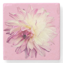 Rosa und cremefarbene Blume