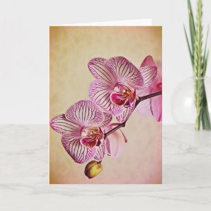 Rosa und cremefarbene Orchideen Karte